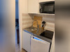 Ma-Cabane - Location Appartement Issy-les-Moulineaux, 19 m²