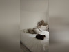 Ma-Cabane - Location Appartement VOISINS-LE-BRETONNEUX, 83 m²
