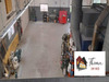 Ma-Cabane - Location Local commercial Walheim, 259 m²