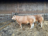 Ma-Cabane - Vente Boutique SAINT-SAULVE, 1 m²