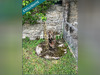 Ma-Cabane - Vente Immeuble Flayat, 290 m²