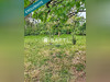Ma-Cabane - Vente Immeuble Freyming-Merlebach, 348 m²