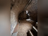Ma-Cabane - Vente Local commercial FONTAINEBLEAU, 30 m²