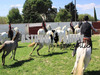 Ma-Cabane - Vente Local commercial SAINT-LAURENT-D'AIGOUZE, 180 m²