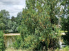 Ma-Cabane - Vente Maison Amboise, 177 m²