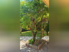 Ma-Cabane - Vente Maison AVIGNON, 169 m²