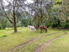 Ma-Cabane - Vente Maison BAULON, 230 m²