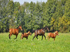 Ma-Cabane - Vente Maison Bazas, 233 m²