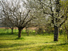 Ma-Cabane - Vente Maison BEAUMOTTE-LES-PIN, 155 m²