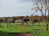 Ma-Cabane - Vente Maison BOULLERET, 284 m²