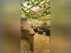 Ma-Cabane - Vente Maison BUSSAC SUR CHARENTE, 202 m²