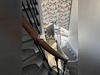Ma-Cabane - Vente Maison Champagnac-la-Riviere, 379 m²