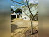 Ma-Cabane - Vente Maison Chatelaillon-Plage, 100 m²