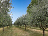 Ma-Cabane - Vente Maison Cotignac, 1200 m²