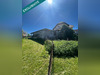 Ma-Cabane - Vente Maison Durstel, 181 m²