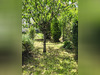 Ma-Cabane - Vente Maison Eymet, 55 m²