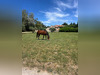 Ma-Cabane - Vente Maison EYRAGUES, 510 m²