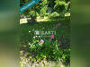 Ma-Cabane - Vente Maison Giat, 149 m²