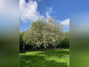 Ma-Cabane - Vente Maison HONFLEUR, 250 m²