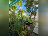 Ma-Cabane - Vente Maison Le Robert, 148 m²
