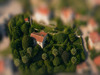 Ma-Cabane - Vente Maison MENTON, 170 m²