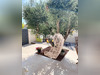 Ma-Cabane - Vente Maison Mireval, 115 m²