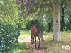 Ma-Cabane - Vente Maison Montivilliers, 154 m²