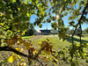 Ma-Cabane - Vente Maison Olivet, 250 m²