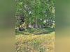 Ma-Cabane - Vente Maison Saint-Laurent-Medoc, 300 m²