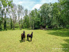 Ma-Cabane - Vente Maison Saint-Maurice-Montcouronne, 310 m²