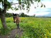 Ma-Cabane - Vente Maison SAINT PIERRE SUR DIVES, 113 m²