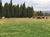 Ma-Cabane - Vente Maison Saint-Rémy-de-Provence, 100 m²