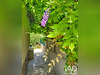 Ma-Cabane - Vente Maison Suresnes, 170 m²