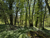 Ma-Cabane - Vente Maison WALDWISSE, 250 m²
