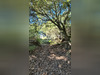 Ma-Cabane - Vente Terrain Albitreccia, 3800 m²