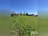 Ma-Cabane - Vente Terrain Allassac, 5040 m²