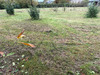 Ma-Cabane - Vente Terrain Angrie, 600 m²