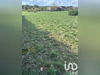 Ma-Cabane - Vente Terrain Arandon, 513 m²
