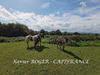 Ma-Cabane - Vente Terrain AUBUSSON, 3000 m²