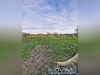 Ma-Cabane - Vente Terrain Audruicq, 660 m²