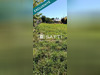 Ma-Cabane - Vente Terrain Avoine, 605 m²