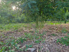 Ma-Cabane - Vente Terrain BAILLIF, 805 m²