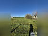 Ma-Cabane - Vente Terrain Bellevigny, 1175 m²