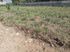 Ma-Cabane - Vente Terrain Belz, 357 m²