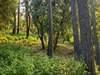 Ma-Cabane - Vente Terrain BOLLENE, 1246 m²