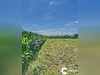 Ma-Cabane - Vente Terrain Bordes, 1037 m²