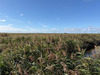 Ma-Cabane - Vente Terrain BRAUD ET SAINT LOUIS, 100070 m²