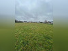 Ma-Cabane - Vente Terrain Briel-sur-Barse, 6907 m²
