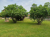 Ma-Cabane - Vente Terrain Brignais, 719 m²