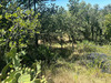 Ma-Cabane - Vente Terrain Brouilla, 4000 m²